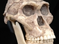 Time Scale 4:  Rise of Proto-Humans