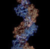 DNA amolecule